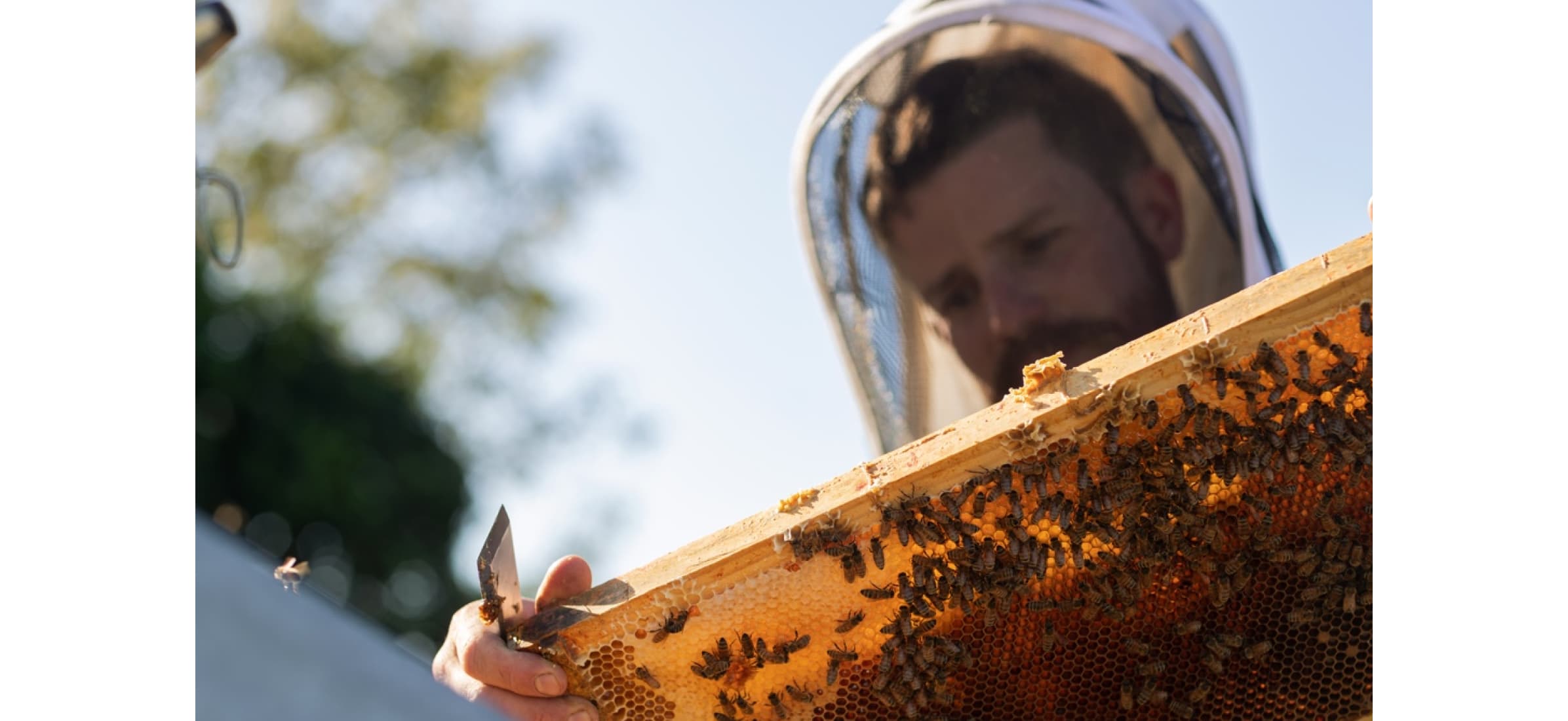 Rory O’Brien holding a beehive frame filled with bees.